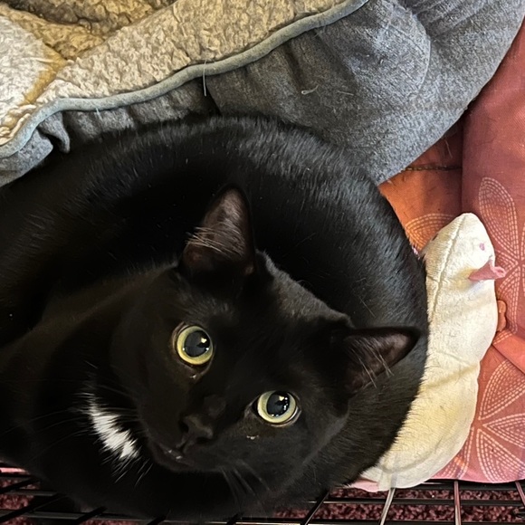 Meet your Poshers, Jennifer & Porsche 🐈⬛ - Picture 4 of 6